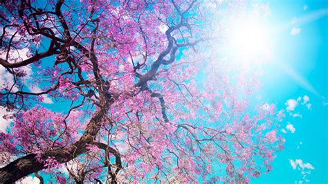 Anime Cherry Blossom 4k Wallpapers Top Free Anime Cherry