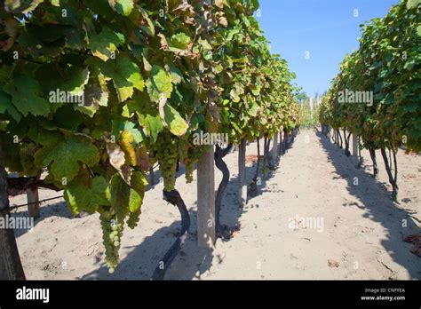 Grapevine Plants In A Vineyard Stock Photo Alamy