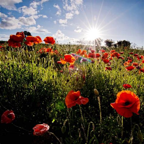 Enjoy Nature 🌻 ☀️ 💛 Enjoynature Happy Summer Morning And Red Poppy