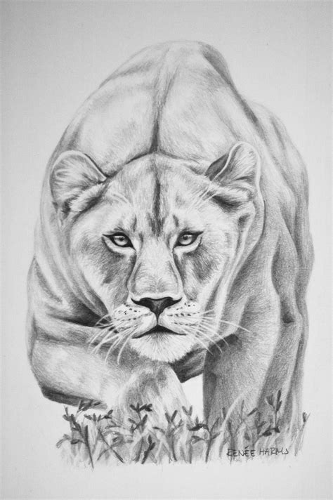 Lioness Renée Pawluk Realistic Animal Drawings Pencil Drawings Of