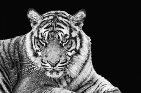 Portrait Of Sumatran Tiger In Black And White Photograph By Matthew