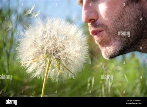 Blowing Dandelion Hi Res Stock Photography And Images Alamy