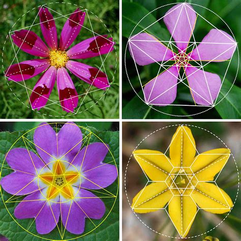Sacred Geometry Flower