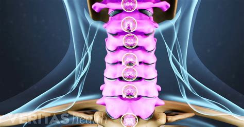 Cervical Vertebrae