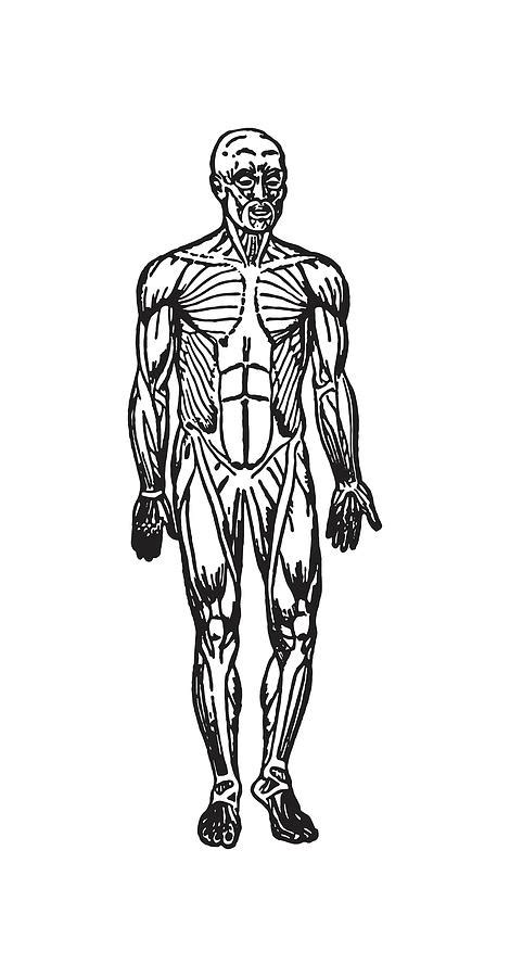 Human Muscular System Drawing By Csa Images Pixels