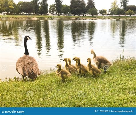 Baby Geese And Mother By The Water Stock Image Image Of Donelley