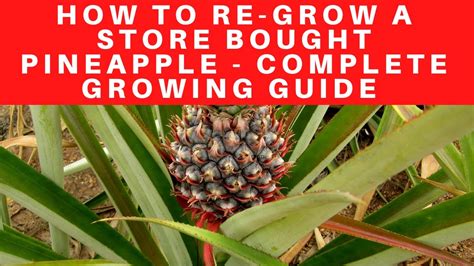 How To Re Grow A Store Bought Pineapple Complete Growing Guide Youtube