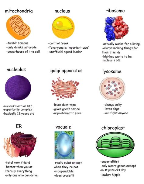 Cells Cells They Re Made Of Organelles Amya Has Prince
