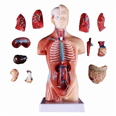 Buy Sxzhsm Torso Anatomy Model Inch Human Torso Parts Unisex