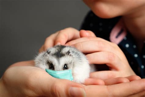 Do Hamsters Need Shots A Data Backed Answer Hamsteropedia