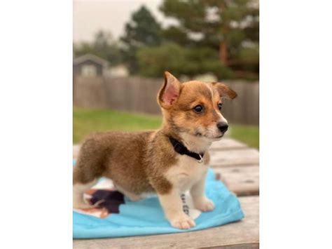We do not have these babies often but, when we do they are amazing and so cute! 9 weeks old tri-colored Corgi puppies in Denver, Colorado ...