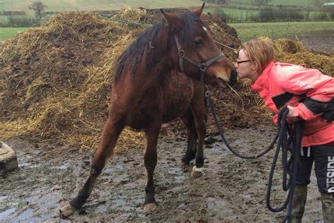 Shropshire Woman Gives Ponies A New Home After Elderly Neighbour Dies