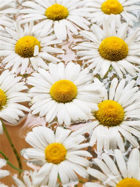 Field Of Daisies Floating In The Water Chamomile With Drops Of Water