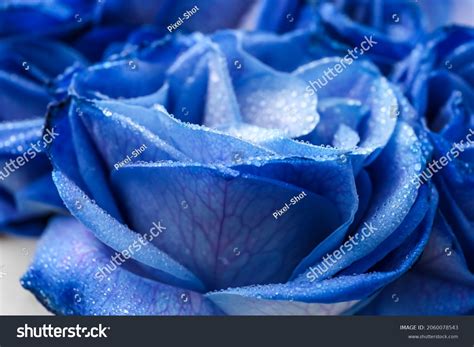 Beautiful Blue Roses Background Closeup Stock Photo 2060078543