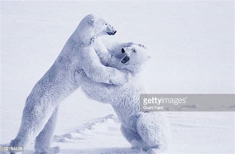 Polar Bear Fight Photos And Premium High Res Pictures Getty Images