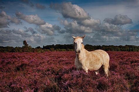 animals landscape Wallpapers HD / Desktop and Mobile Backgrounds