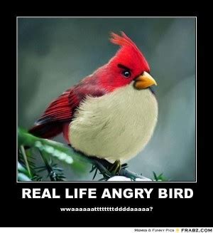 It's been a long journey and the birds. Angry Birds Funny Quotes. QuotesGram