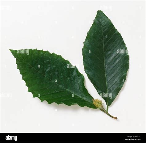 Leaves And Fruit From Fagus Grandifolia American Beech Stock Photo Alamy