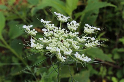 Queen Anne S Lace White American Wildflower Blossom Stock Photo Image