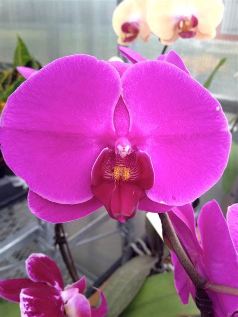 Magenta Orchid Flores