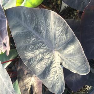 Be the first to write a review. Colocasia antiquorum 'Diamond Head' Elephant Ears from Babikow