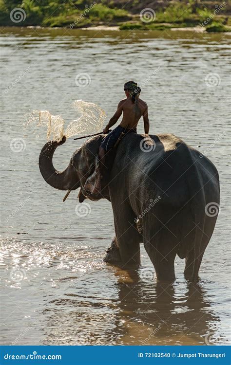 Big Elephant Blow Water To Its Back Stock Photo Image 72103540