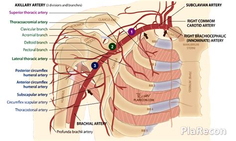 Axillary Artery Anatomy Parts Branches Mnemonic