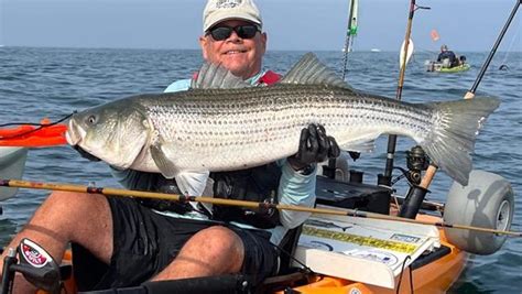 Tactics For Catching Trophy Striped Bass Xpert Fly Fisher