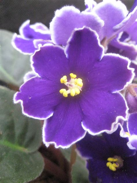The Tattooed Gardener: The African Violet (Saintpaulia)... Not Just For ...