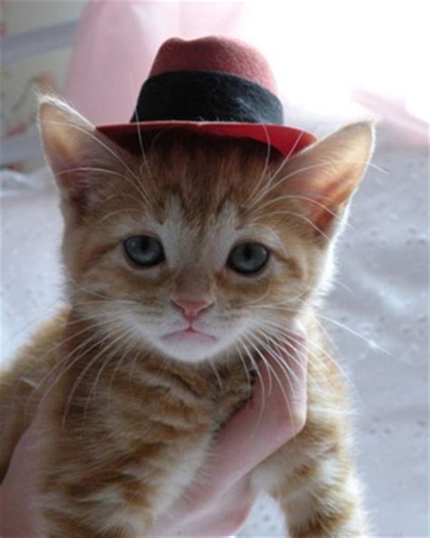 Funny Hats And Cats