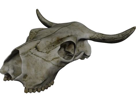 Cow Skull 3d Model 3dcadbrowser