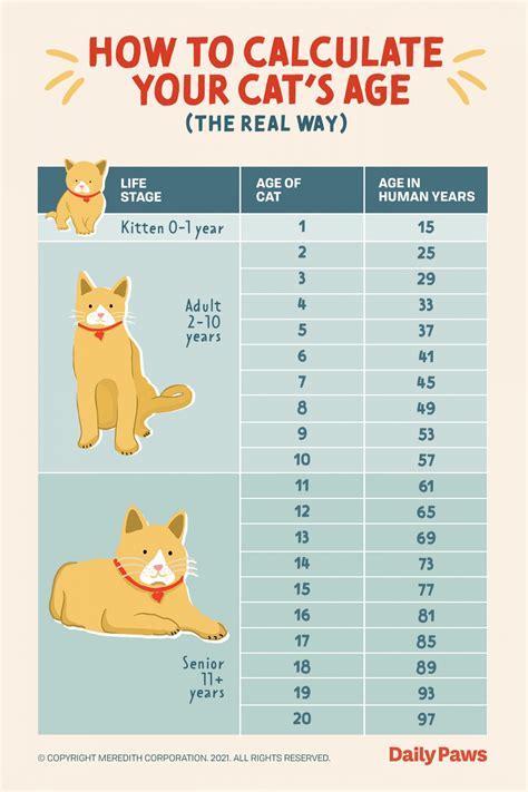 the real way to calculate your cat s age in human years