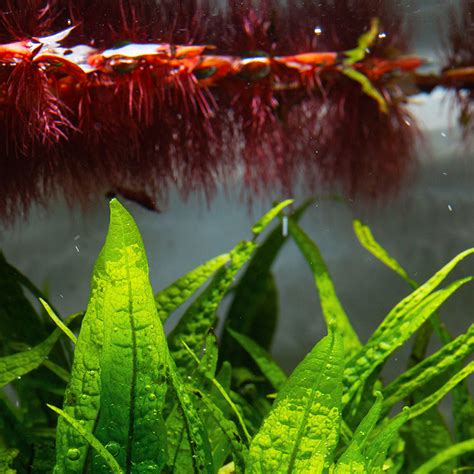 Aquarium Schwimmpflanzen Dekorativ Und N Tzlich