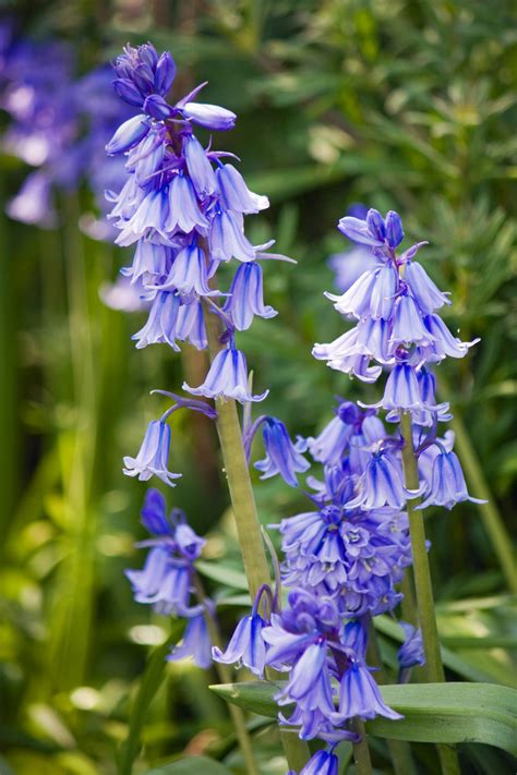 Bluebell Flowers Free Stock Photo Public Domain Pictures