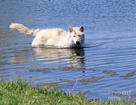 Swimming White Wolf Photograph By Steve Gass Pixels