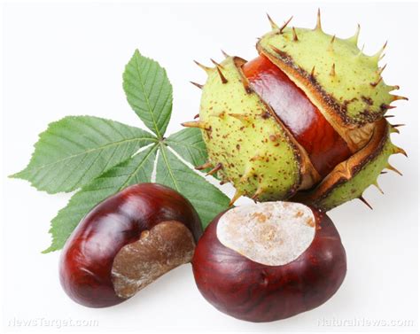 Horse Chestnuts Are Packed With Health Benefits Here Are 3 Of Them