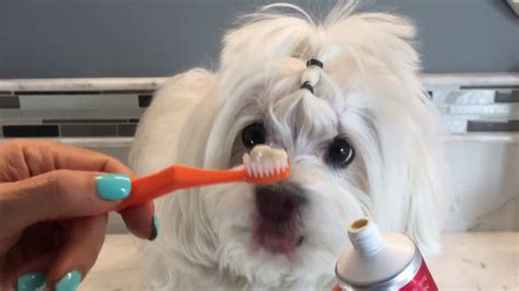Best Way How To Brush Your Dogs Teeth Clean Teeth Youtube