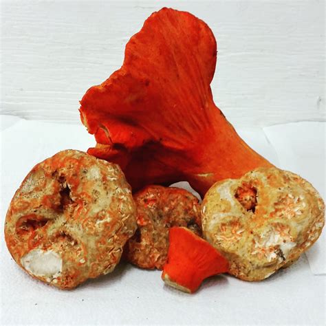 Northwest wild products is a very small purveyor of wild fish and meat. Wild Foraged Lobster Mushrooms. Pacific Northwest ...