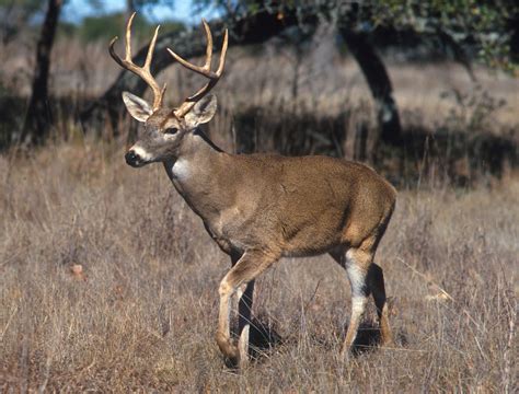 Endangered New Jersey Nj Deer Facts
