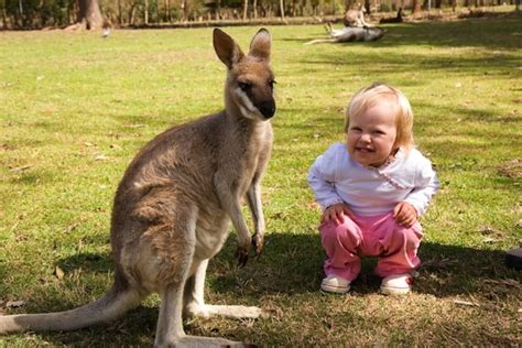 Kangaroos And Humans Kangaroo Facts