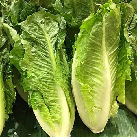 lettuce long leaf