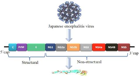Japanese Encephalitis Virus Jev Morphology And A Detailed Display Of
