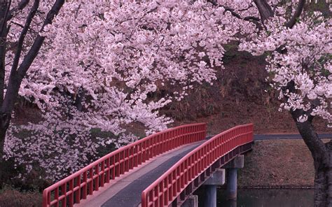 Download Wallpaper For 1024x600 Resolution Cherry Blossom Blossom