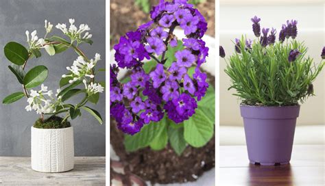 15 Best Smelling Houseplants To Perfume Your Home Stormfront