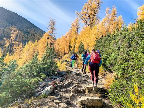 7 Great Larch Hikes In Alberta Travel Banff Canada