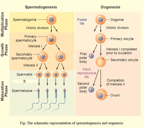 Spermatogenesis Diagram
