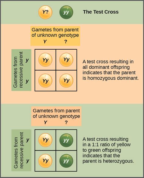 characteristics and traits openstax biology 2e