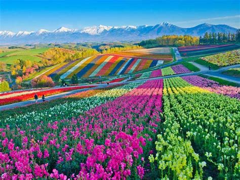 Admire The Splendor Of The Most Beautiful Flower Fields In The World