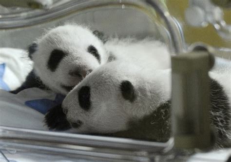 Thai Panda One Of The Newly Born Twins Panda Cubs Grimaces In Their