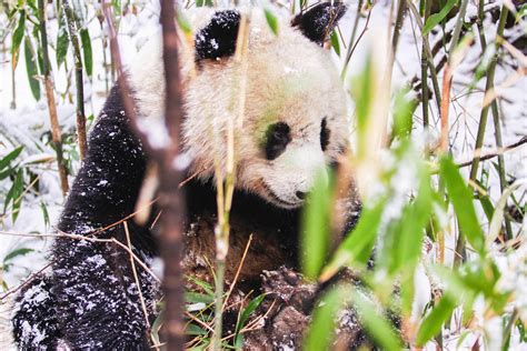 Hong Kong Pandas Finally Mate Under Lockdown After 10 Years Of Failed Tries